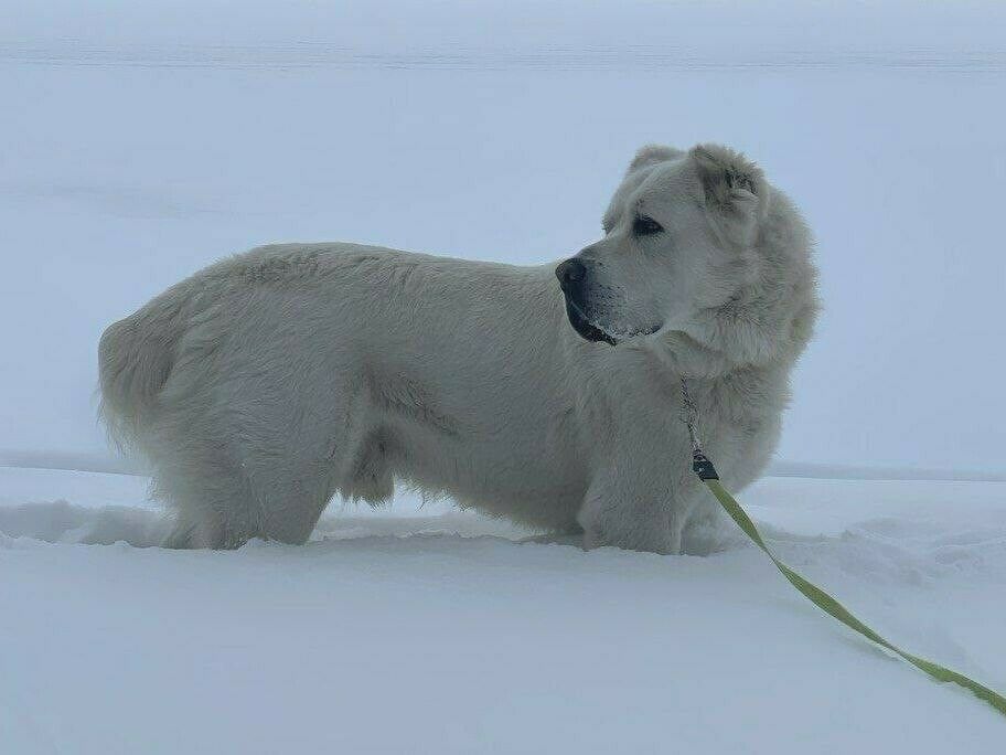 Алабай телеграмм