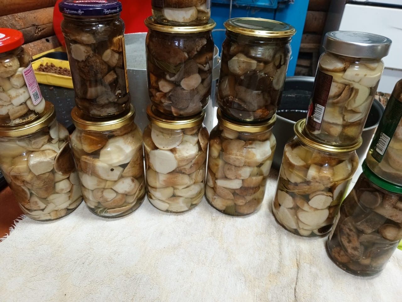 Гөмбә күп!