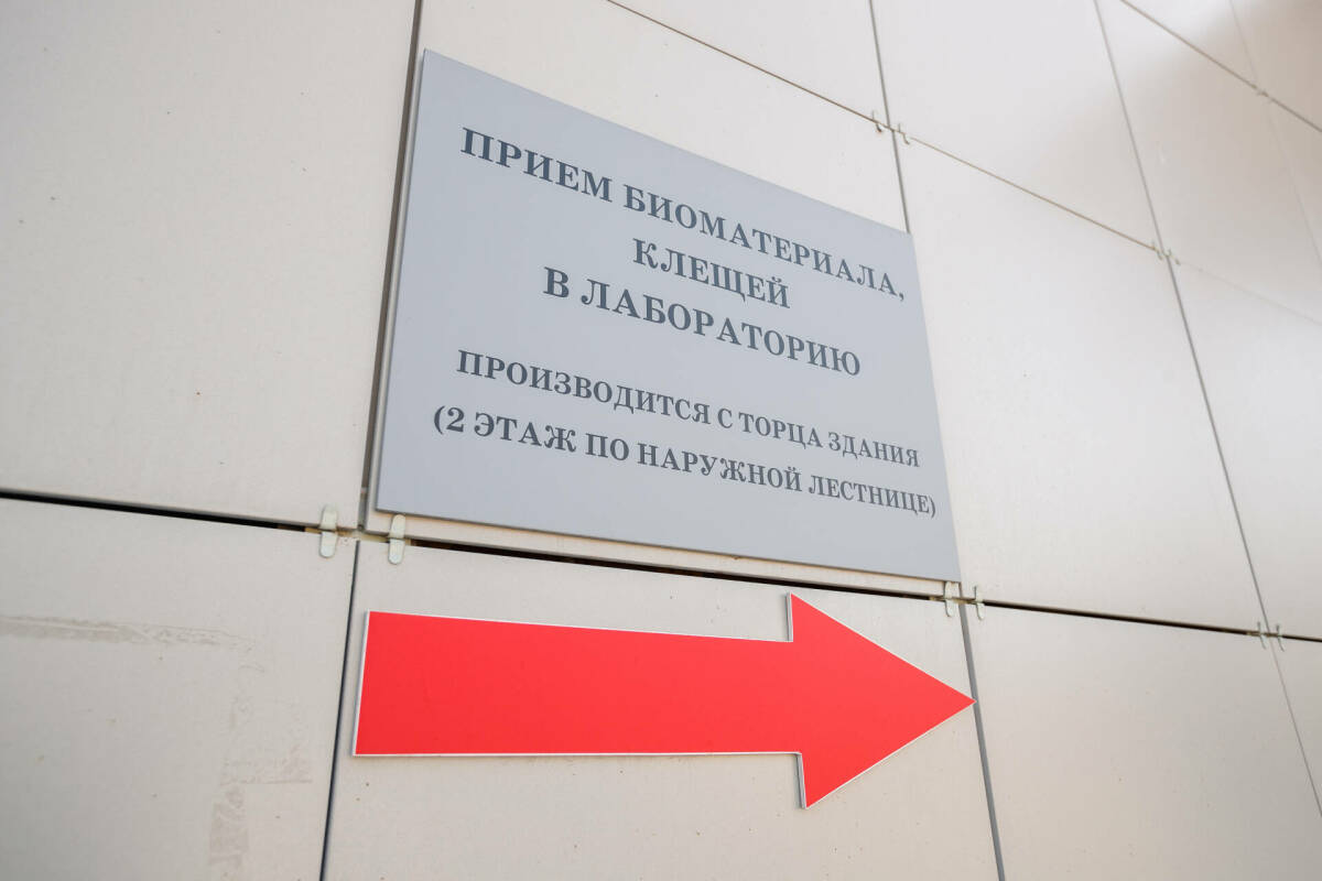 Татарстанда сезон башыннан бирле беренче тапкыр талпан боррелиозы очраклары ачыкланган