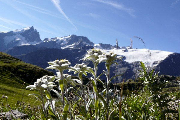 fleur-edelweiss-600x400