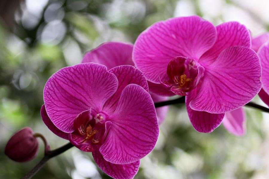 orchidee-liggend