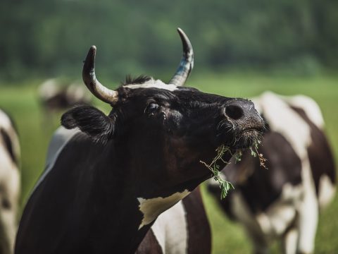 Сөт елгаларын ташытучы программа