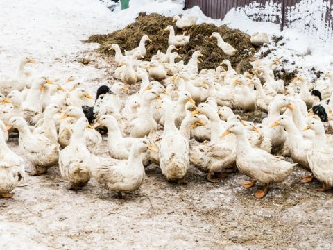 Бакча-Сарай: Кырым – үзебездә