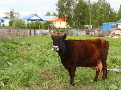 Кзыл Ялан: кечкенә дә төш кенә