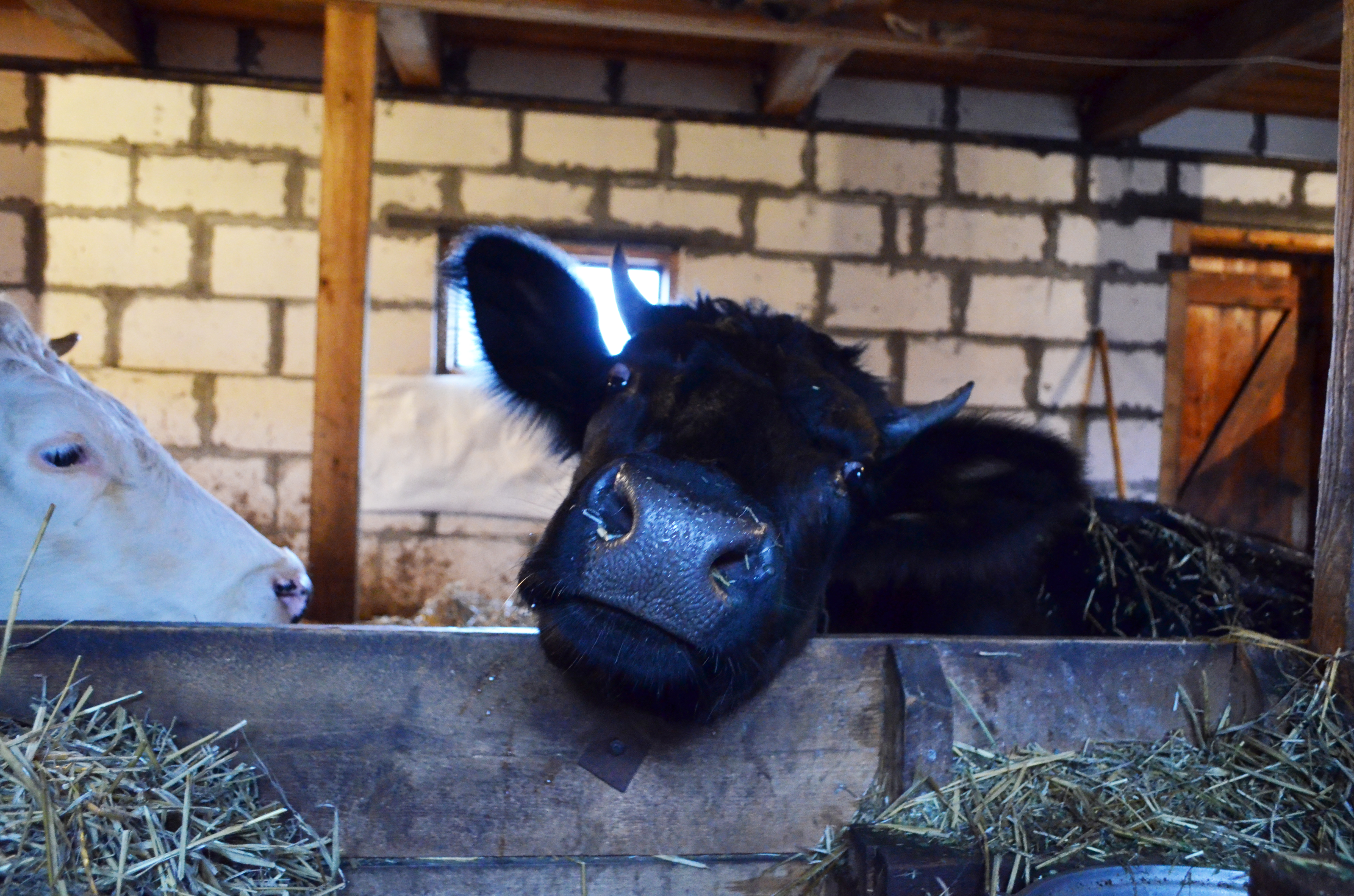Самую красивую корову Татарстана выберут на выставке